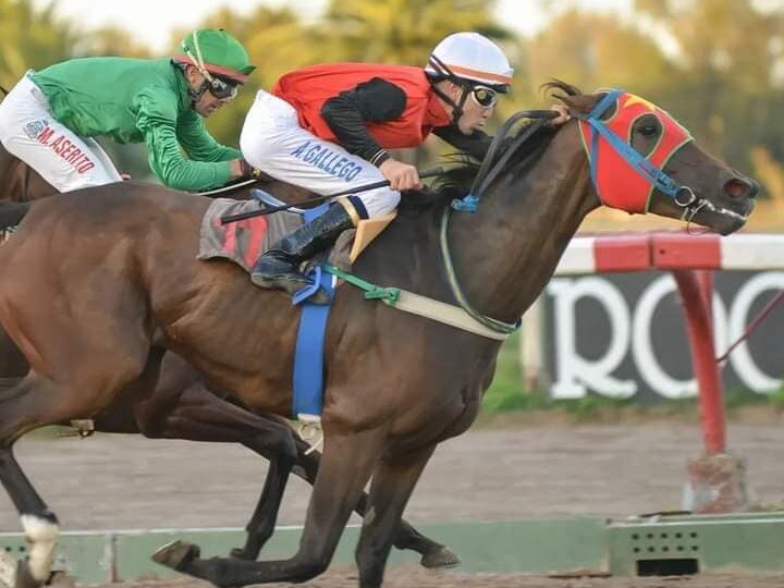 Turf: el maciaense Ariel Gallego ganó en La Plata